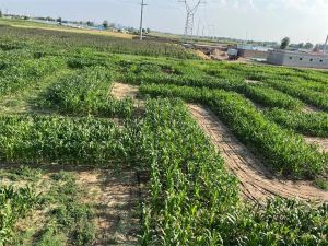我司位于烏蘭計三村玉米種植地